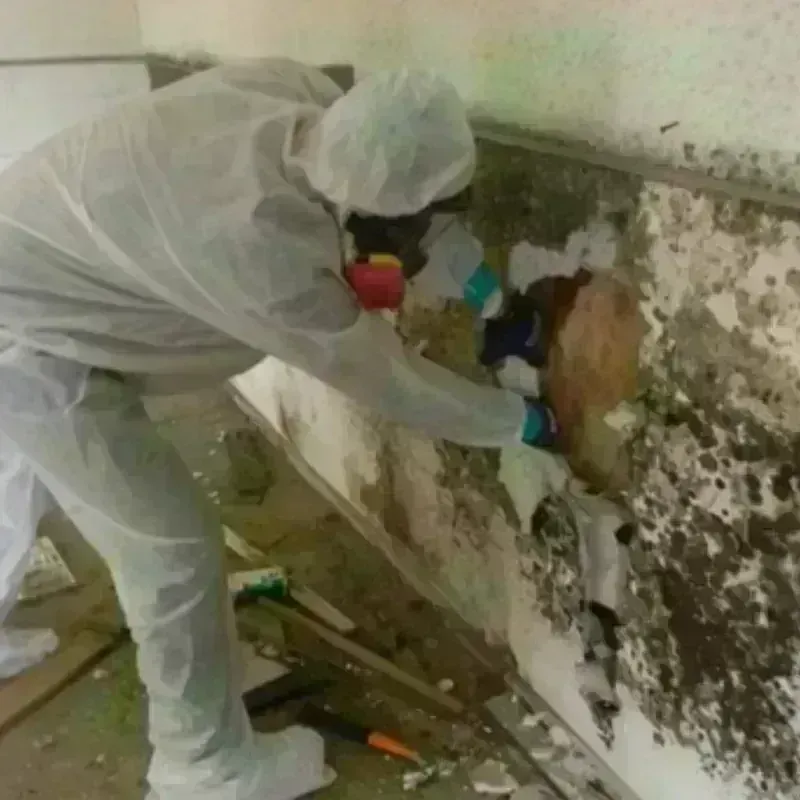 Mold Remediation and Removal in Atascocita, TX